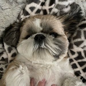 Meet your Posher, Renee lee